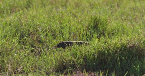 Hadada Ibis walking in green grass in savannah at midday Video stock 314788264