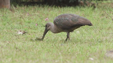 Hadada or Hadeda Ibis sinking it's beak into the grass. Stock-Footage 140963262
