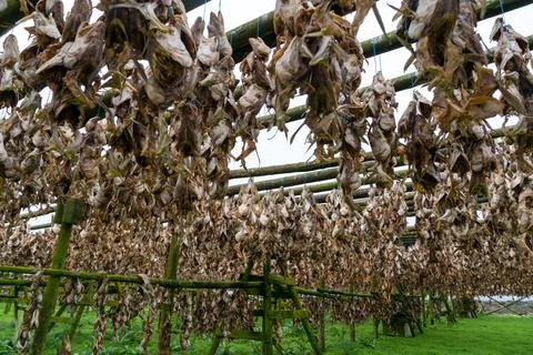 Haddock and Cod fish drying racks in Hafnarfjordur Iceland, Fish farm for l.. Stock Photos