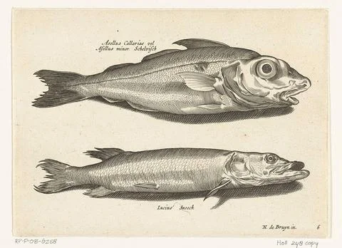 Haddock and pike; Libelivs variable genera piscium compensators; Freshwate... Stock-Fotos