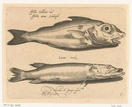Haddock and pike; Libelivs variable genera piscium compensators; Freshwate... Foto stock