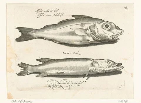 Haddock and pike; Libelivs variable genera piscium compensators; Freshwate... Stock-Fotos