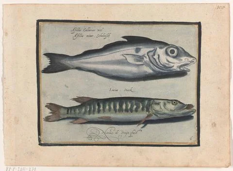 Haddock and pike; Libelivs variable genera piscium compensators; Freshwate... Fotos de archivo