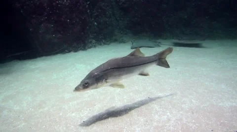 Haddock in clear seawater. Video stock 68735796