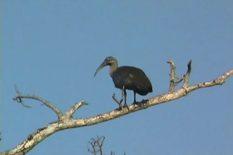 Hadeda Ibis Stock Footage 119143