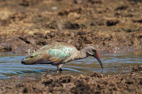 Hadeda ibis 스톡 사진