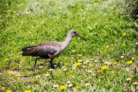Hadeda Ibis Stock Photos