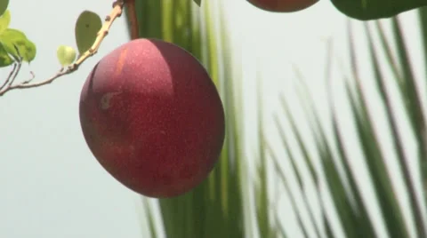 Haden Mango bobbing in breeze with coconut frond in background.m2ts Stock Footage 27430445