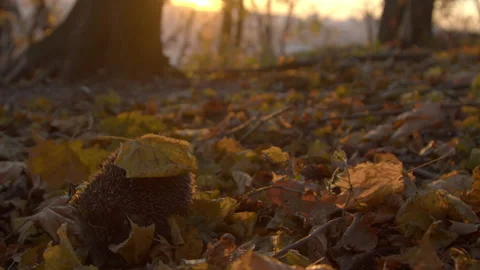 Hadgehog away 스톡 동영상 165396354