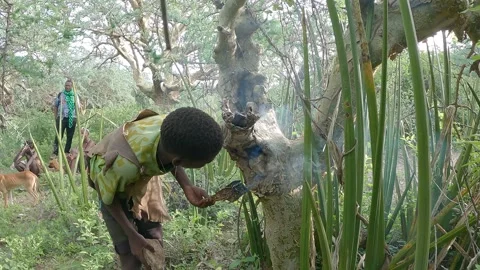 The Hadzabe tribe sets traps for bees to collect honey Stock Footage 345338819