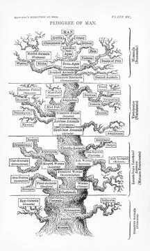 Haeckel, Ernst The Evolution of Man, 1887 Stock Illustration