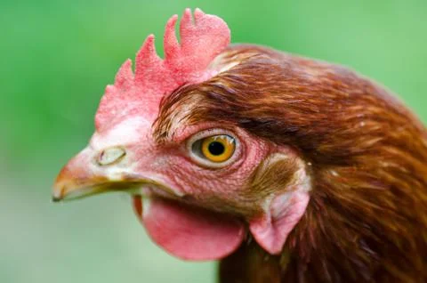 Haed of a chicken Stock Photos