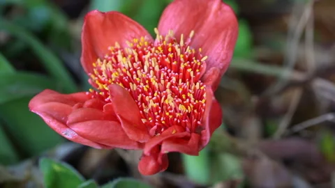 Haemanthus coccineus Stock Footage 139986338