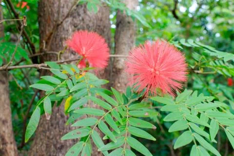 Haemanthus multiflorus Stock Photos