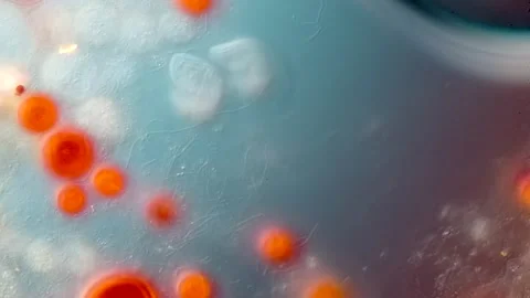  Haematococcus and Colpoda, Microalgae and  Ciliate (DIC vibrant) Stock Footage 319394358