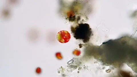 Haematococcus  Cell Division Timelapse, Astaxanthin, vibrant Microscopie Stock Footage 319394843