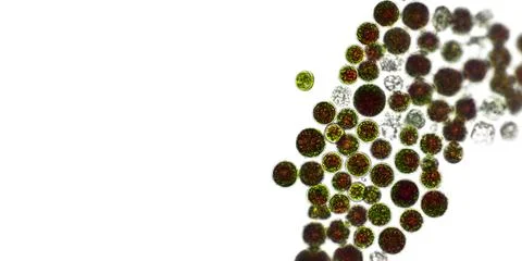 Haematococcus pluvialis green algae under microscopic view, empty space - a.. Stock Photos