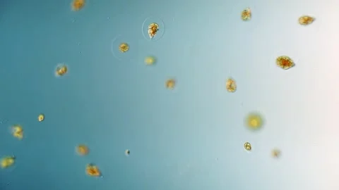 Haematococcus Pluvialis Microalgae, Astaxanthin Source, vibrant Microscopy Stock Footage 319385240
