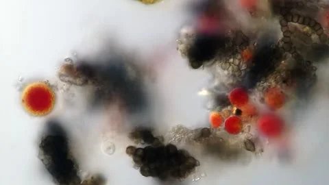 Haematococcus Pluvialis Microalgae, Astaxanthin Source, Vibrant Microscopy Stock Footage 319386557