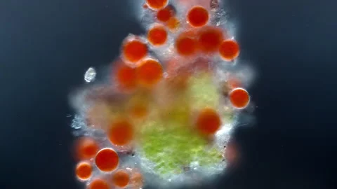 Haematococcus Pluvialis Microalgae, Astaxanthin Source, Vibrant Microscopy 65X Stock Footage 320814349