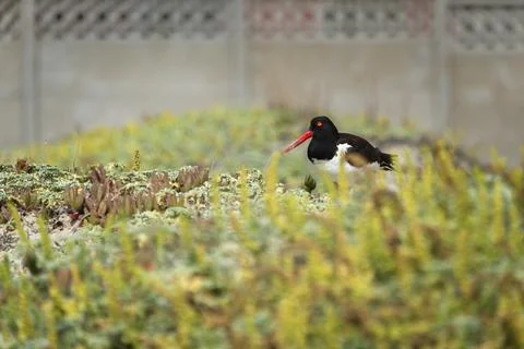 Haematopus longirostris Stock Photos