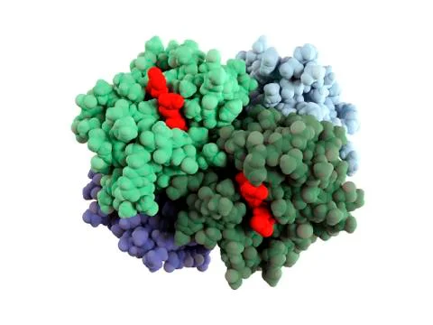 Haemoglobin molecule Stock Illustration