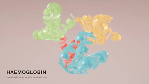 Haemoglobin protein structure rotating molecular model loop Stock Footage 343822750