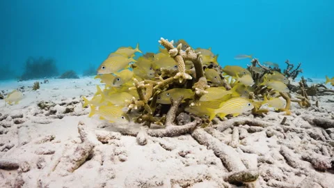 Haemulon flavolineatum schooling among Acroporidae 4K Stock Footage 294391253