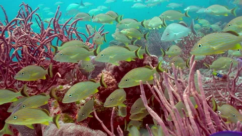 Haemulon sciurus Video stock 236054349