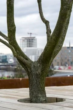 Hafencity Baum Stock Photos