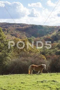 Haflinger in autumn scenery Stock Photos