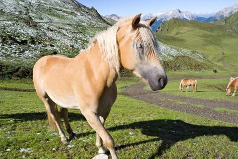 Haflinger horse closeup Stock Photos