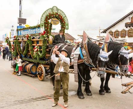 Haflinger Horses pulling beer barrels at Oktoberfest Stock Photos