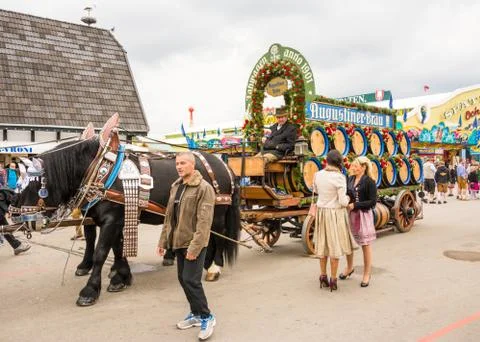 Haflinger Horses pulling beer barrels at Oktoberfest Stock Photos