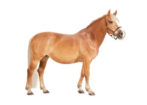 Haflinger isolated Stock Photos