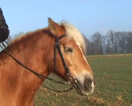 Haflinger mare portrait Stockbeeldmateriaal 81930
