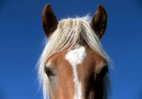 Haflinger Pferd Kopf Stock Photos