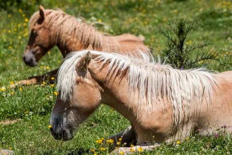 Haflinger Foto stock