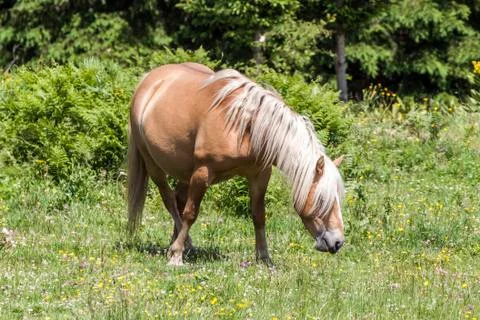 Haflinger Stock Photos
