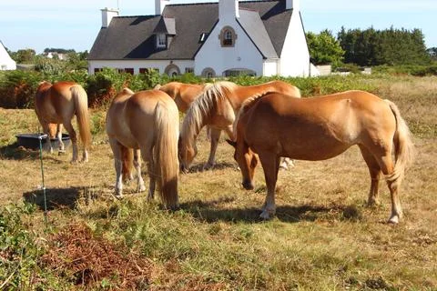 Haflinger ponies in a field Stock Photos