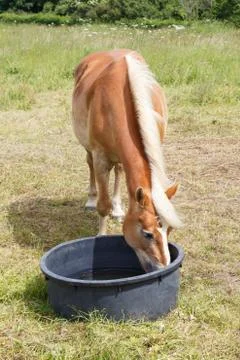 Haflinger pony drinking in a trough Stock Photos