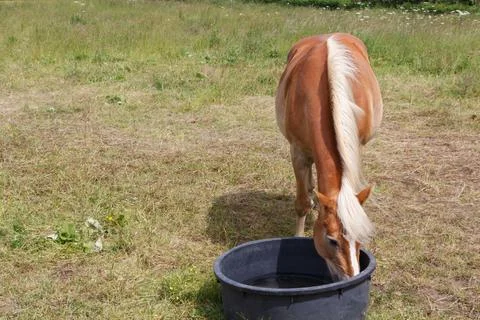 Haflinger pony drinking in a trough Stock Photos