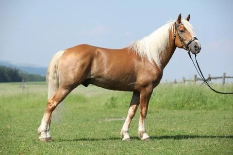 Haflinger stallion Stock Photos