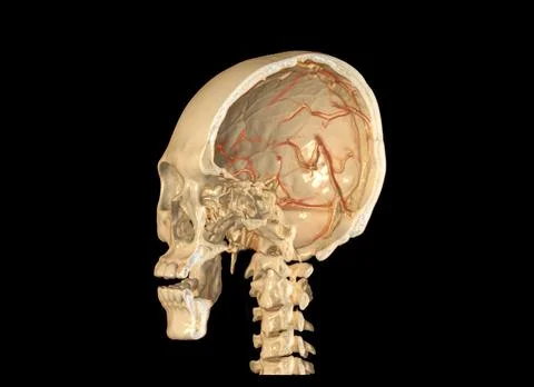 A Haft of the skull 3D showing the brain inside the skull. . Stock Illustration