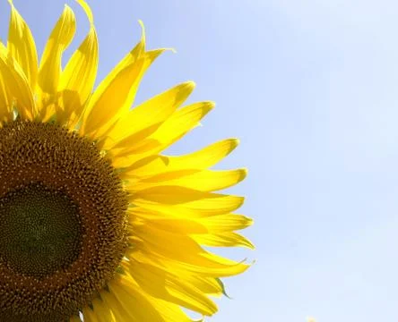 Haft sunfower Foto stock