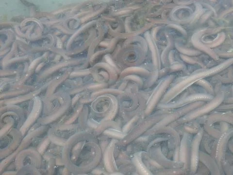 Hagfish caught Stock Photos