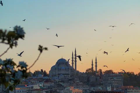 Hagia Sofia - Beautiful sunset with flying seagulls in Istanbul (Turkey) Stock Photos