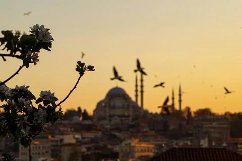 Hagia Sofia - Beautiful sunset with flying seagulls in Istanbul (Turkey) Stock Photos