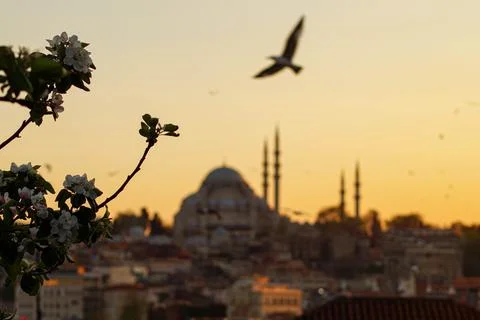 Hagia Sofia - Beautiful sunset with flying seagulls in Istanbul (Turkey) Stock Photos