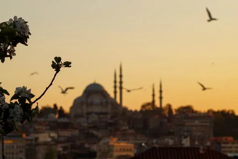Hagia Sofia - Beautiful sunset with flying seagulls in Istanbul (Turkey) Stock Photos